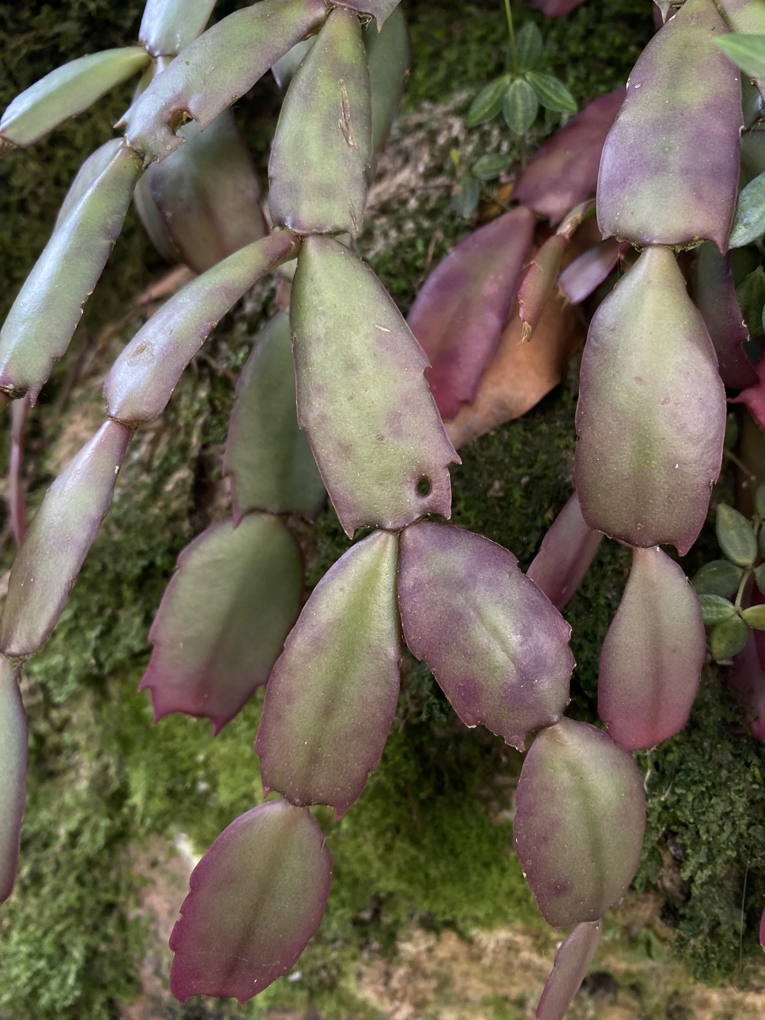 Imagem de Flor-de-maio