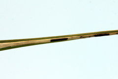Elachista bisulcella