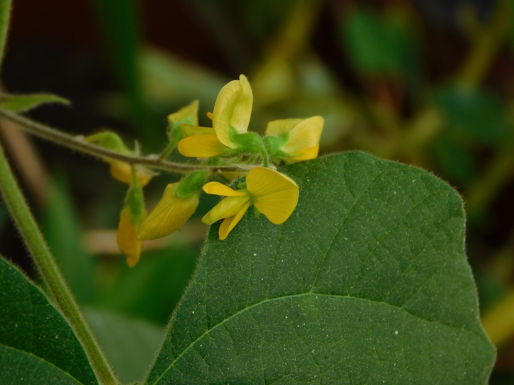 Rhynchosia monticola