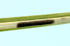 Elachista bisulcella