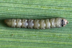 Elachista bisulcella