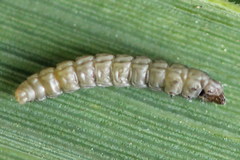Elachista bisulcella