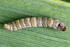 Elachista bisulcella