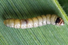 Elachista bisulcella