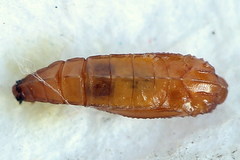 Elachista bisulcella