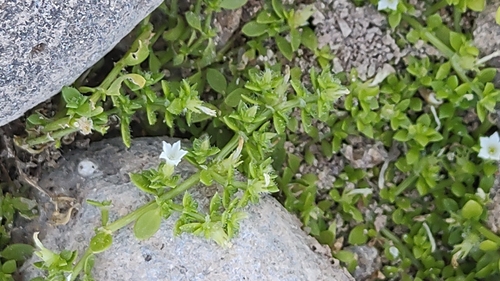 Image of Creeping Dentella (Dentella repens) by no rights reserved