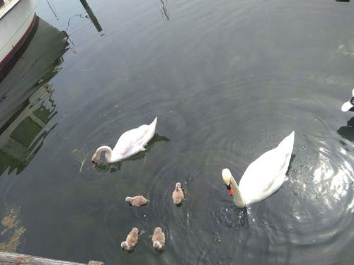 labuť veľká (Cygnus olor)