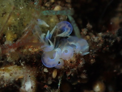 Phyllodesmium undulatum