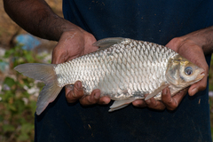 Barbonymus gonionotus