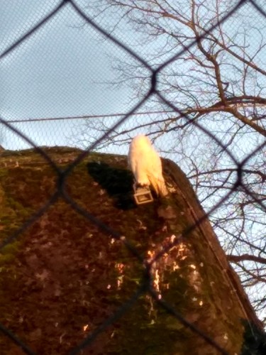 belaňa tundrová (Bubo scandiacus)