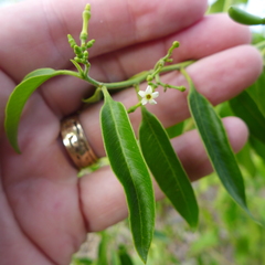 Vallesia glabra