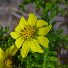Lecocarpus pinnatifidus