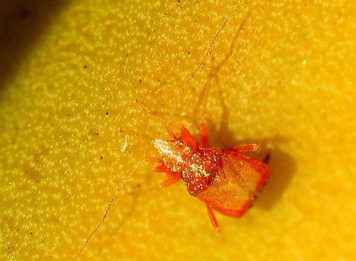 Qojar Insect Photo 28798051, (c) tjeerd, some rights reserved (CC BY-NC), uploaded ...