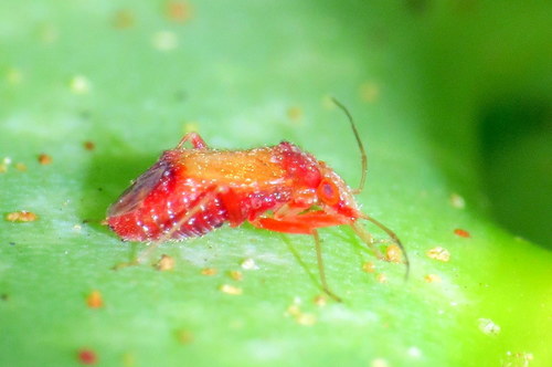 Jolaha Insect Photo 28798051, (c) tjeerd, some rights reserved (CC BY-NC), uploaded ...