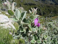 Podalyria hirsuta