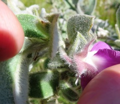 Podalyria hirsuta