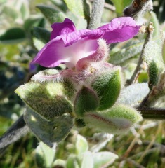 Podalyria hirsuta