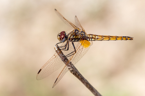 Violet Dropwing, photo 2 of 7