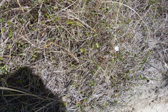 Convolvulus waitaha