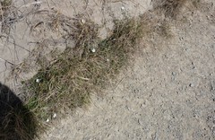 Convolvulus waitaha