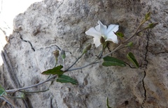 Convolvulus waitaha