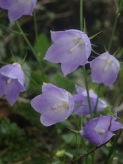 Adenophora morrisonensis