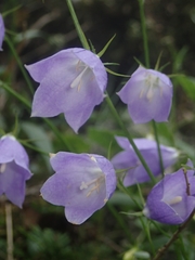 Adenophora morrisonensis