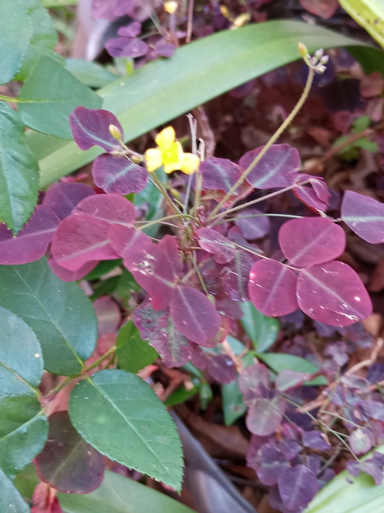 Oxalis alstonii (Oxalis alstonii)