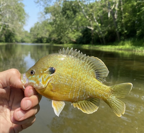 Greengill Sunfish