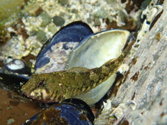 Bellapiscis medius