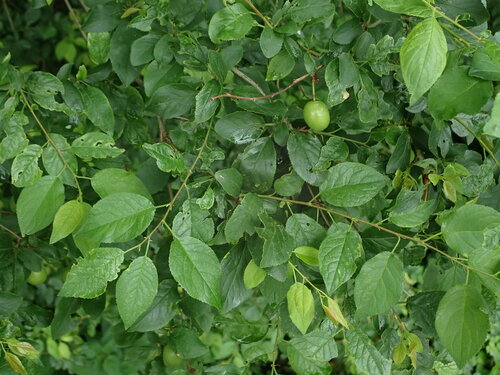 slivka domáca (Prunus domestica)