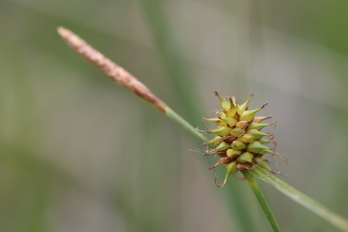 Carex viridula iNat (2)