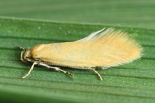 buff grass-miner
