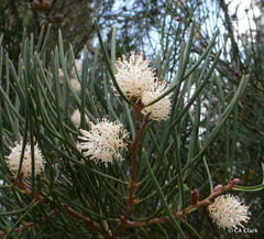Hakea drupacea