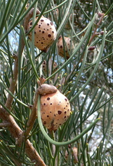 Hakea drupacea