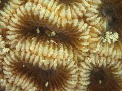 Dipsastraea veroni