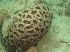 Dipsastraea veroni