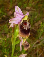 Ophrys × laconensis