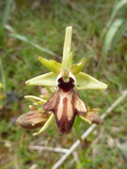 Ophrys sphegodes atrata