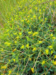Euphorbia spinosa