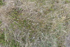 Convolvulus waitaha