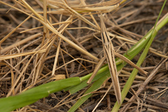 Acrida turrita