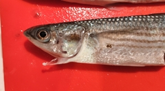 Leaping Mullet photo 2