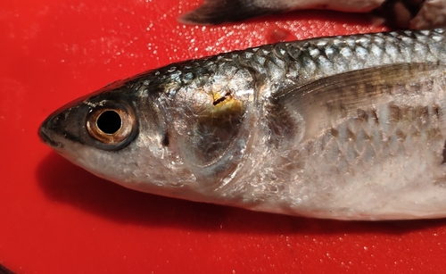 Leaping mullet (Liza saliens) — Mugilidae — 2