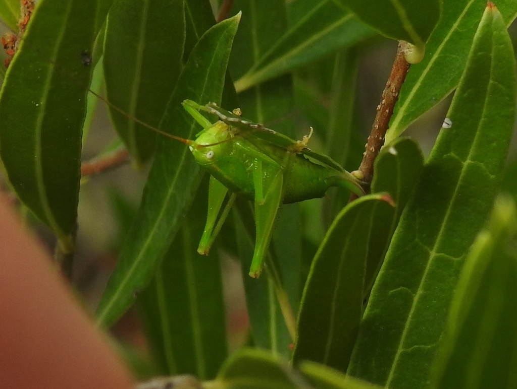 Warty Oak Bush-cricket