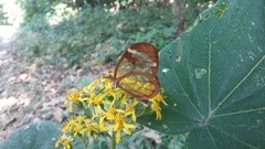 Greta morgane morgane