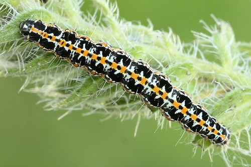 Viper's Bugloss Moth