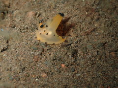 Thecacera