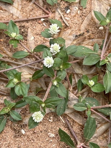 prostrate globe-amaranth
