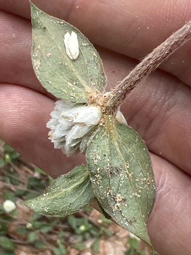 Gomphrena celosioides image